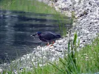 green herron8.webp green herron8.webp