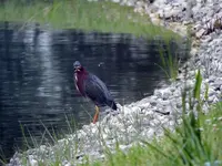 green herron9.webp green herron9.webp