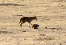 coyote-and-badger-1.jpg.653x0_q80_crop-smart.webp