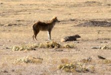 coyote-and-badger-4.jpg.838x0_q80.jpg