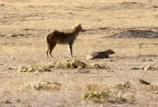 coyote-and-badger-4.jpg.838x0_q80.webp
