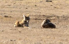 1-coyote-and-badger.jpg