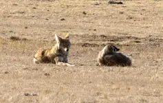 1-coyote-and-badger.webp