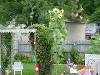 2007 backyard.webp