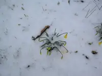 Early Spring.webp