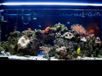 tank1.webp