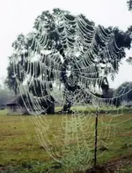 spiderweb (2).webp