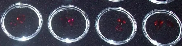 Rubies.webp