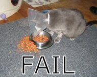 fail cat.jpg