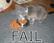 fail cat.webp