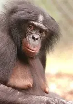 ape.webp
