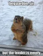 feeder.webp feeder.webp