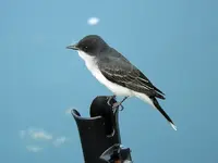 bird2.webp
