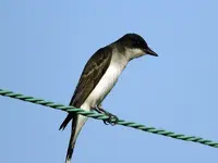 bird3.webp