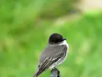 bird4.webp