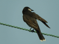 bird.gif