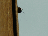 bug.gif