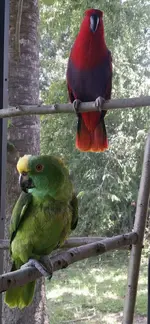Ruby and Lucky.webp