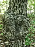 ImageUploadedByTreasureNet.com1534652482.153067.webp