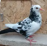 20180618_195631.webp