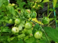 CherryTomatoes_tn.webp CherryTomatoes_tn.webp
