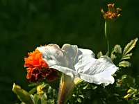 flowers.webp flowers.webp