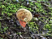 mushroom.webp mushroom.webp