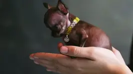 hunde-miracle-milly-ist-der-kleinste-hund-der-welt-.webp