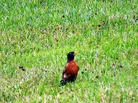 bird2.webp