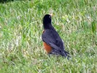 bird3.webp