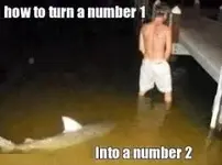 shark bait.webp