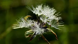 dandelion_dew.webp