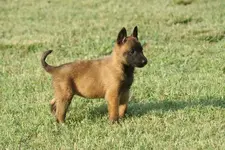 Belgian-Shepherd-Malinois-Puppy.webp