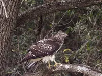 hawk.webp hawk.webp