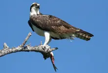 Osprey3.webp Osprey3.webp