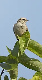 bird.webp bird.webp