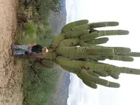 cactus.webp