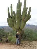 cactus 1.webp