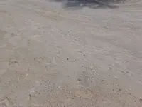 snake 2.webp