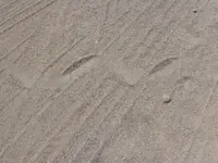 snake.webp