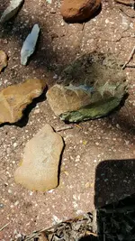 36422012_10209148724674752_8361012418511372288_n.webp