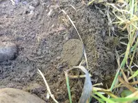 kg1inthdirt.webp kg1inthdirt.webp