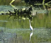 winchuck egret 007.webp winchuck egret 007.webp