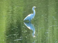 winchuck egret 014.webp winchuck egret 014.webp
