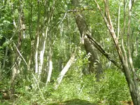 DSCF5875.webp