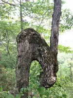 ImageUploadedByTreasureNet.com1534652409.403766.webp