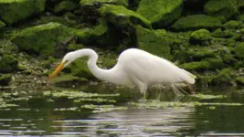 egret with fish 008.webp