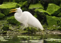egret with fish 012.webp