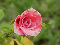 DSCN2087.webp