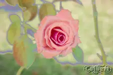 AnotherRoseAtTheInn.webp
